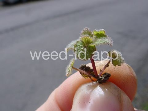 deadnettle, purple